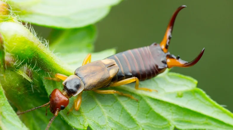 Get A Handle On Earwigs With This Common Kitchen Liquid