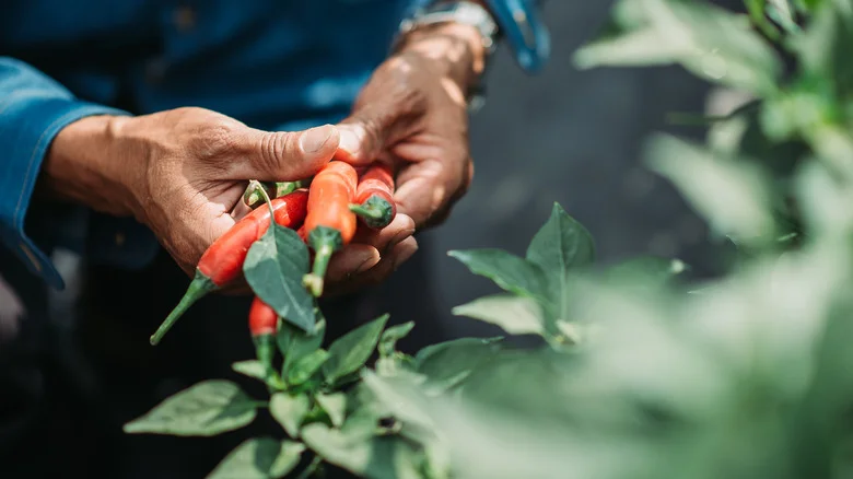 Get A Head Start On Next Year’s Peppers With This Gardening Hack