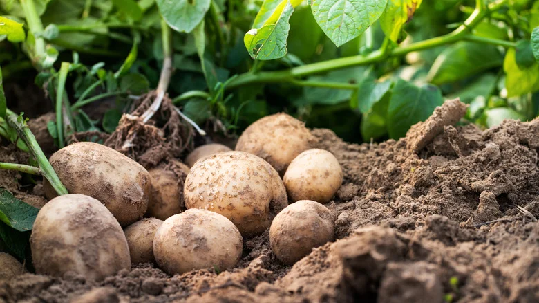 Get Inspired With These Vegetable Garden Ideas