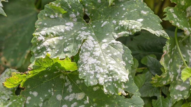 Get Rid Of Powdery Mildew In Your Garden With These Kitchen Staples