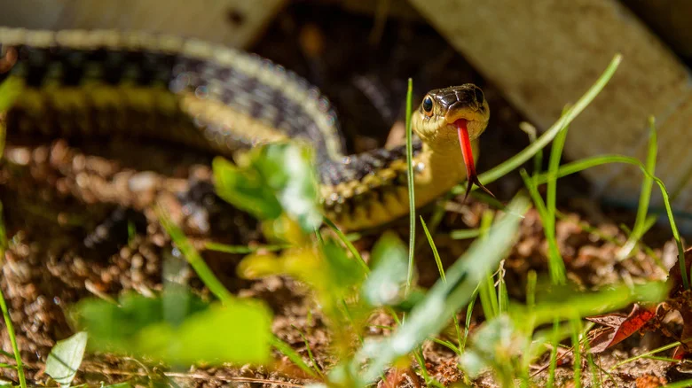 Get Rid Of This Landscaping Feature If You Hate Snakes (And What To Replace It With)
