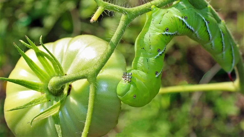 Get Rid Of Tomato Worms With A Common Kitchen Ingredient You Already Have