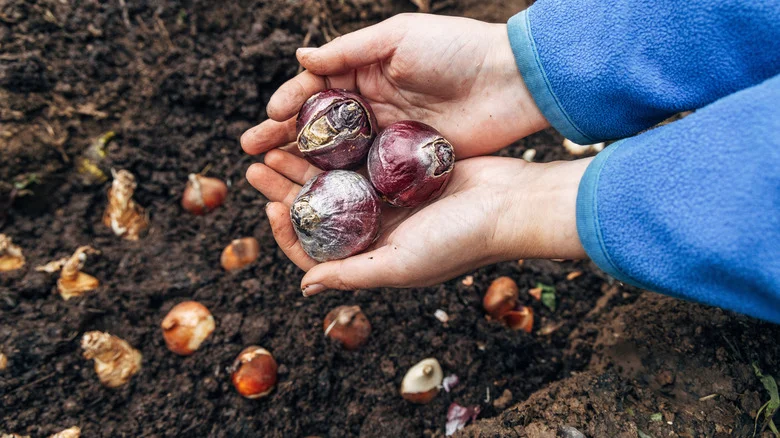 Get This Flower Planted Before The End Of October For A Colorful Spring Garden