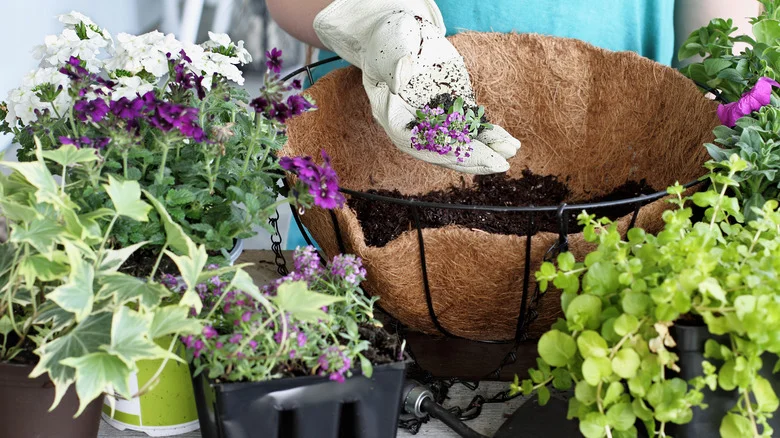Get Your Front Porch Fall-Ready With This Gorgeous Container Garden Recipe