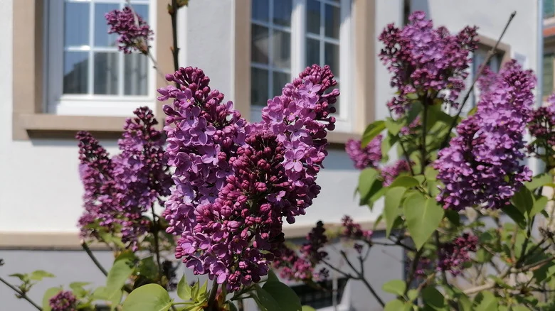 Get Your Lilac Bush Blooming With A Common Household Staple