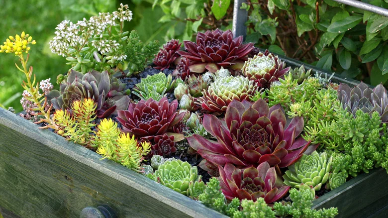 Give An Old Bookcase A New Life As A Stunning Upcycled Succulent Garden