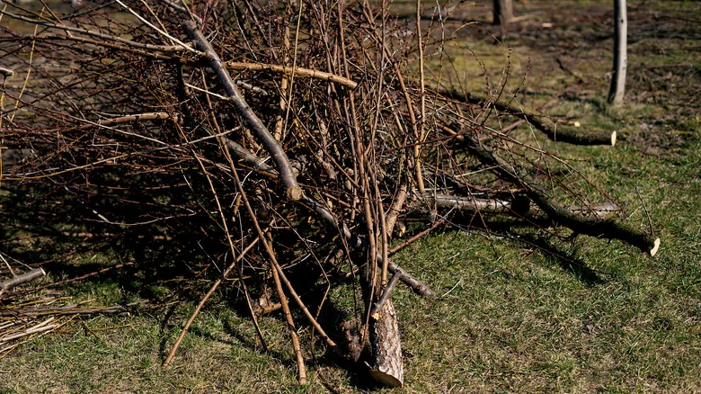 Give Dead Branches New Life With This Trick From TikTok