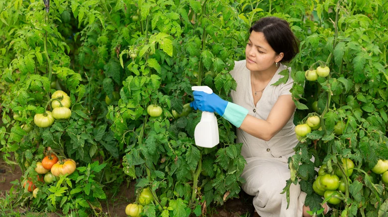 Give Garden Tomatoes A Boost With A Nourishing Fertilizer You Can DIY On The Cheap