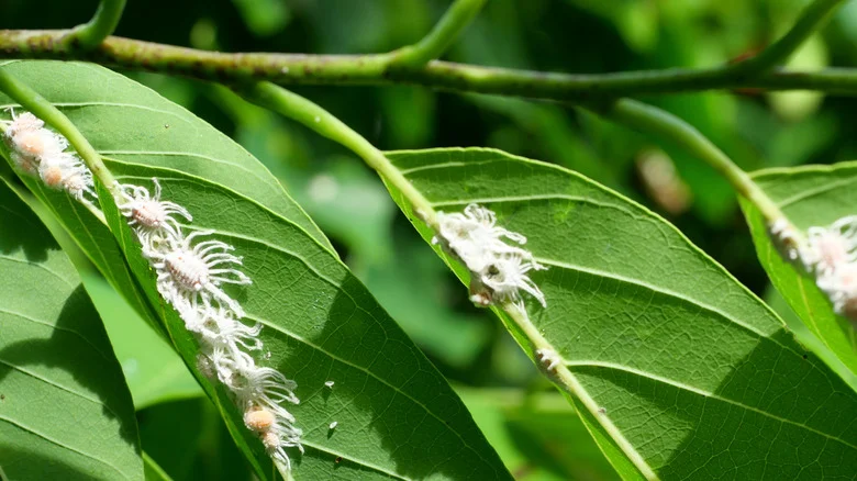 Give Mealybugs The Boot With A Fall Spice From Your Kitchen Cabinet