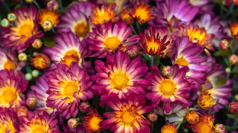Give Mums A Magnesium Fertilizer Boost With A Staple Bathroom Item