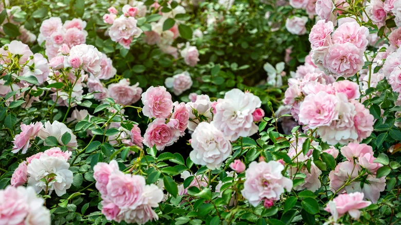 Give Rose Bushes A Natural Boost With A Kitchen Scrap You’d Be Tossing Anyway