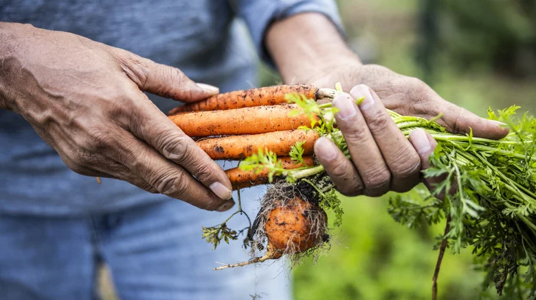 Give The Carrots In Your Garden A Serious Boost With Coffee Grounds
