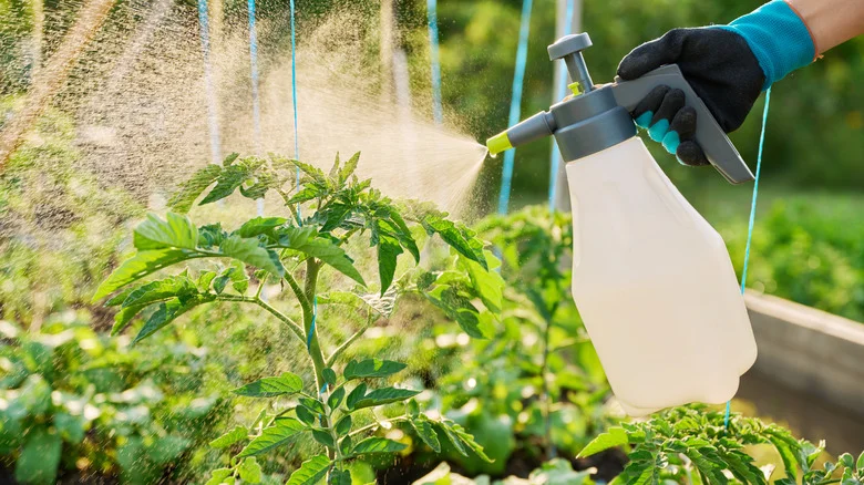 Give Tomato Plants A Major Nutrient Boost With DIY Fertilizer Made From A Kitchen Scrap