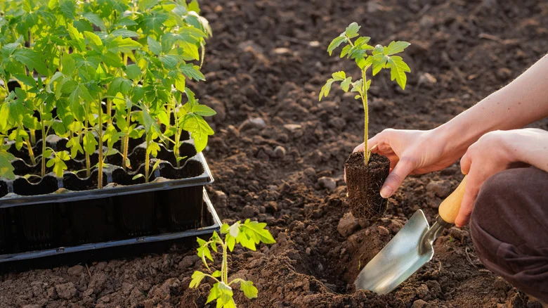 Give Tomato Seedlings A Major Nutrient Boost With An Affordable Fertilizer