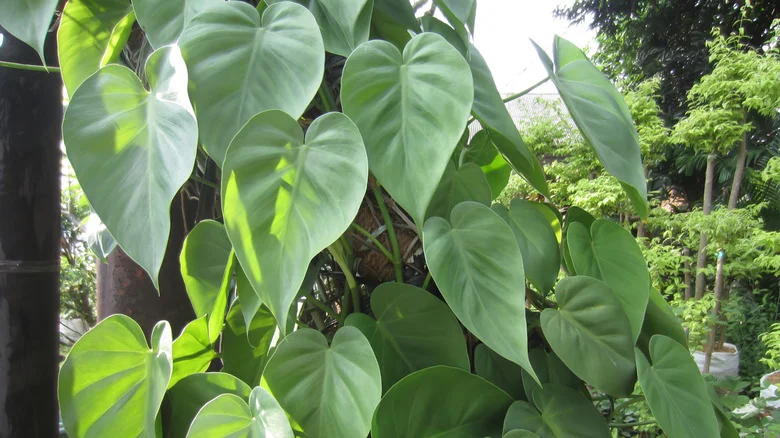 Give Your Climbing Plants A Place To Grow With A Clever Repurposing Solution