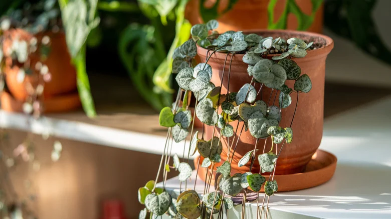 Give Your Climbing Plants The Support They Need With This Umbrella Hack