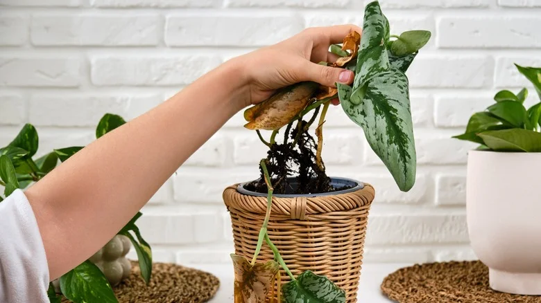 Give Your Dying House Plants New Life With This Simple Hack