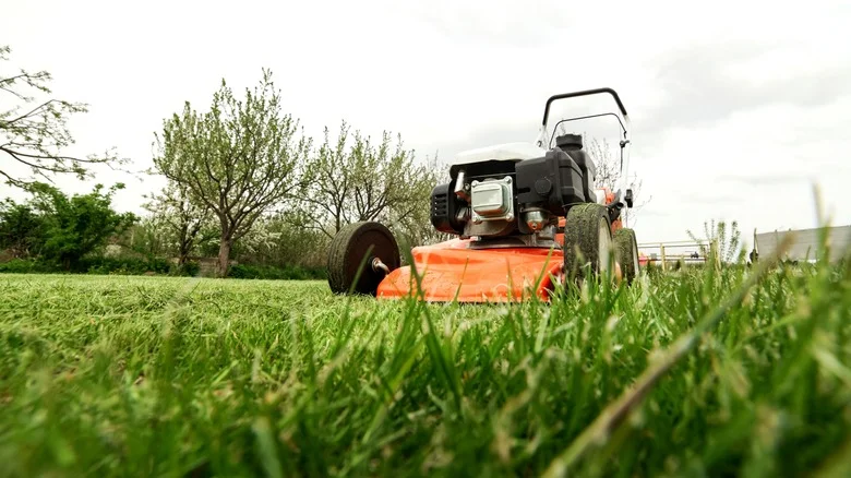 Give Your Lawn A Boost With A Kitchen Spice That Promotes Healthy Growth