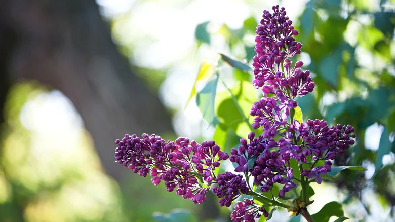 Give Your Lilac Flowers A Nutrient Boost With A Common Household Throwaway