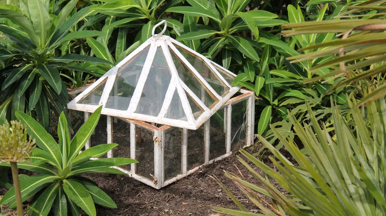 Glass Cloches Aren’t Just For The Kitchen: 12 Ways To Use Them In The Garden
