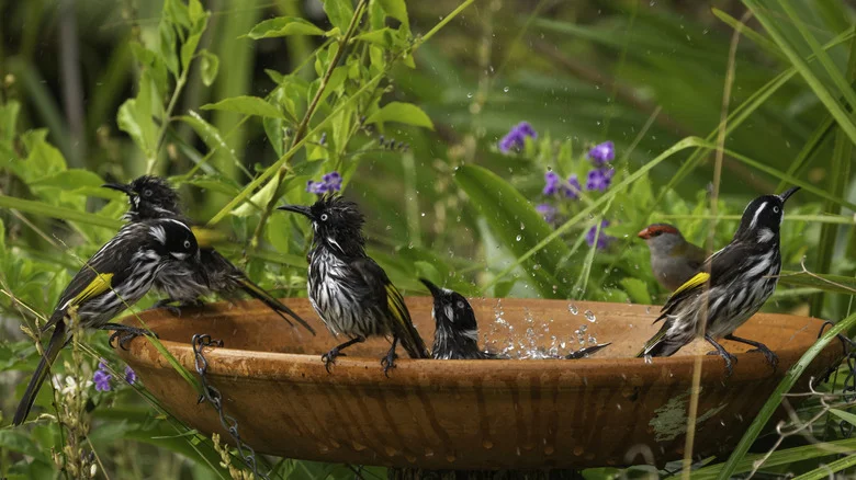 Goodbye Traditional Bird Baths: There’s A Cheaper DIY Option In Your Kitchen