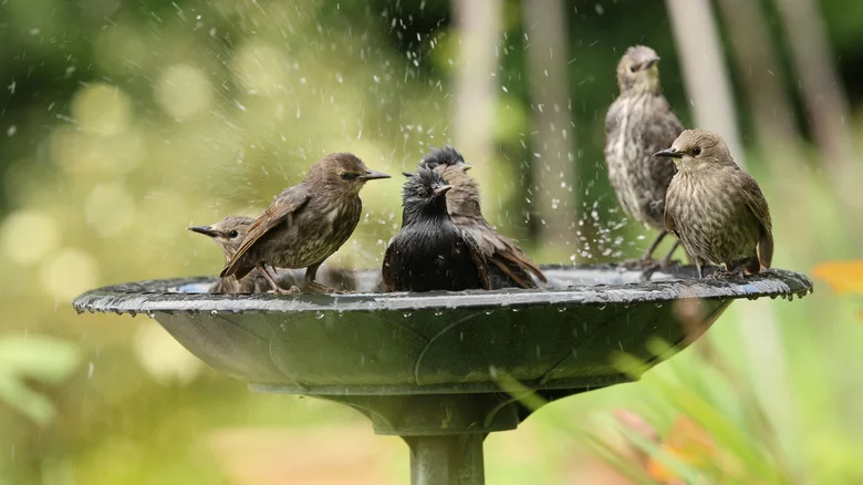 Goodbye Traditional Bird Baths: There’s An Amazon Find That Also Helps Vining Plants Grow