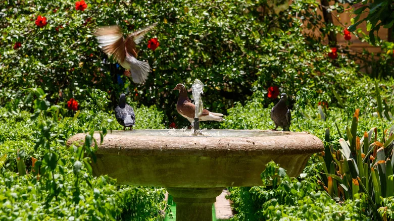 Goodbye Traditional Bird Baths — There’s An Antique-Style Find From Home Depot