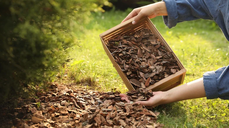 Goodbye Traditional Mulch: The Organic, More Affordable Alternative Your Garden Will Love