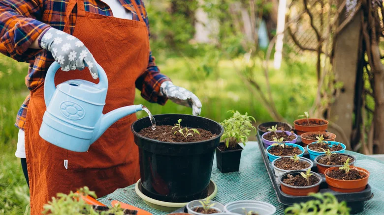 Goodbye Traditional Plastic Nursery Pots — There’s A Plantable, More Eco-Friendly Option