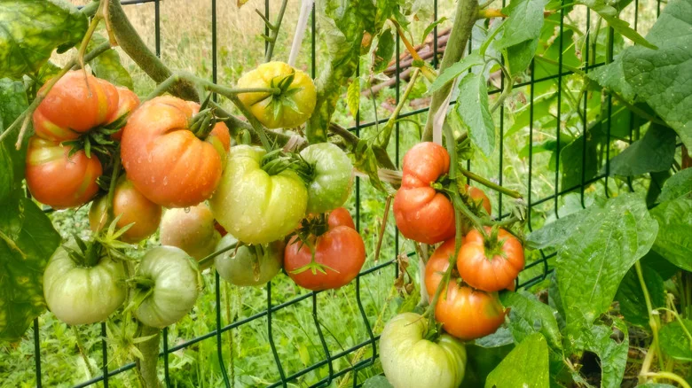 Goodbye, Traditional Tomato Cages: This Budget-Friendly Alternative Helps Save Space