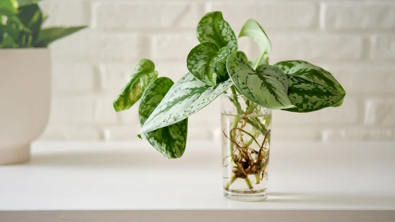 Grab A Few Dollar Tree Salt Shakers To Make Plant Propagation A Breeze