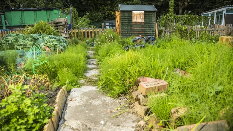 Grab This Pantry Ingredient To Fight Nitrogen Pollution & Help Your Garden Thrive