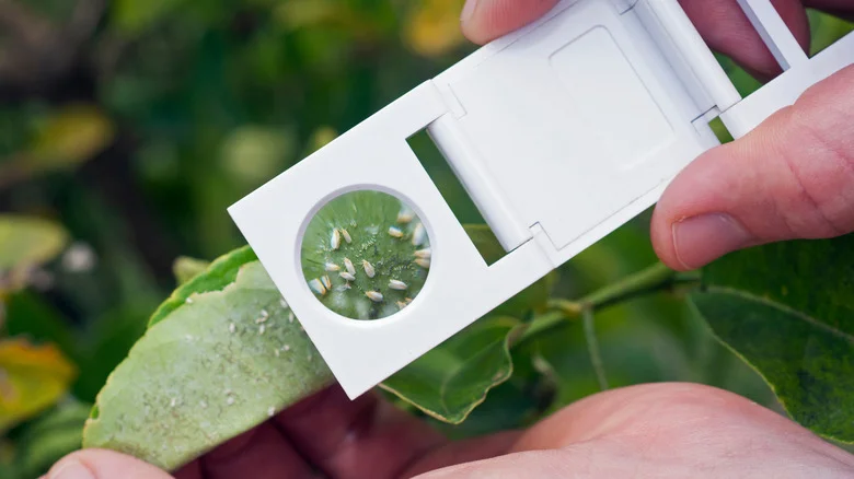 Grab Your Hose To Banish Whiteflies From Your Garden