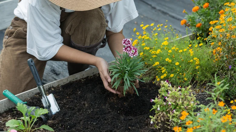 Ground Cover Companions That Won’t Take Over Your Perennial Garden