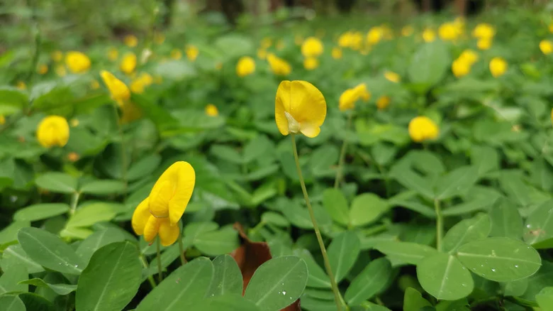 Groundcover Peanut Varieties You Can Grow As A Grass Alternative