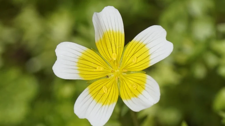 Grow A Flowering Poached Egg Plant In Your Garden For All Of Its Benefits