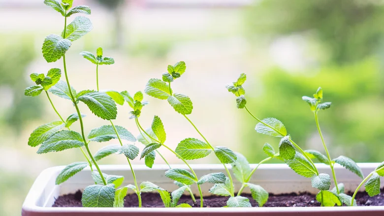 Grow A Thriving Herb Garden With This Clever Drawer Upcycling Hack