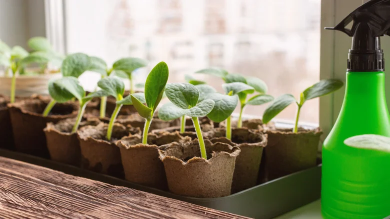 Grow An Abundant Spring Garden With This Smart Seedling Gardening Tip