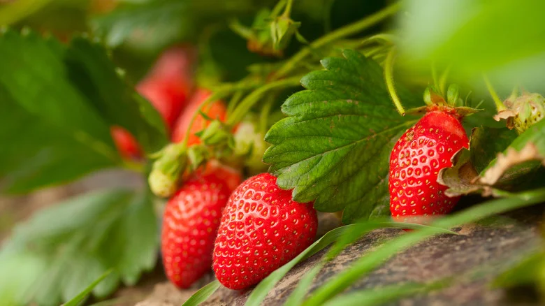 Grow Beautiful Strawberries By Using Old Tires