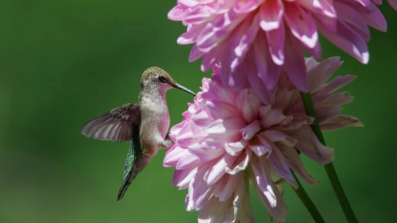 Grow Dahlias To Attract Beautiful Hummingbirds (But Don’t Make This Mistake)