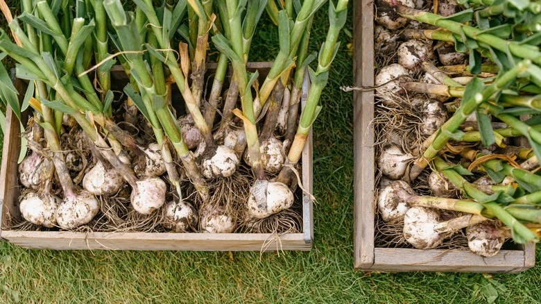 Grow Garlic With This Kitchen Scrap For Naturally Fertilized & Healthy Plants