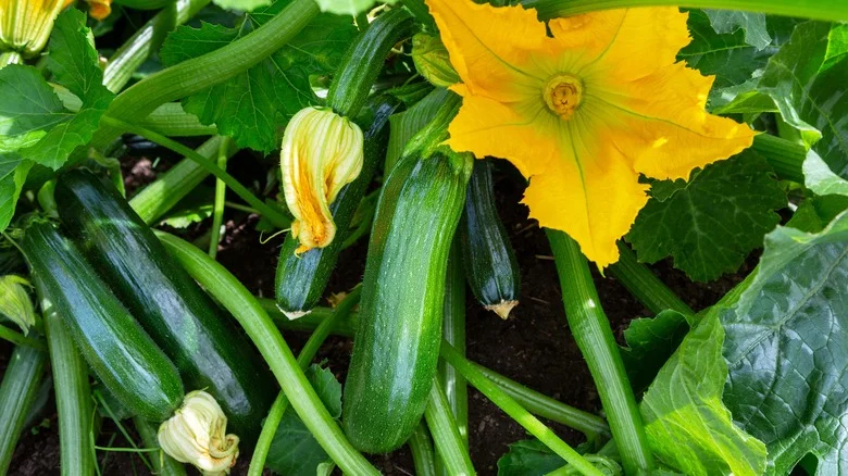 Grow One Common Root Vegetable With Zucchini For Healthy Soil & A Flavorful Harvest