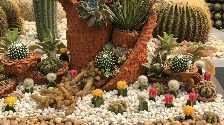 Grow One Popular Herb With Your Succulents And Watch Them Both Thrive