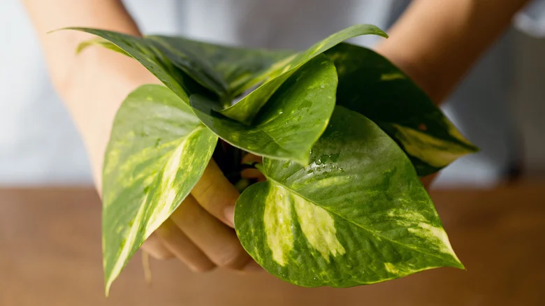 Grow Plants In Nothing But Water With A Dollar Tree DIY That Doubles As Decor