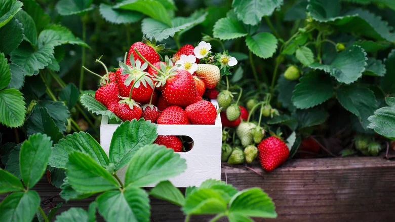 Grow Strawberries Like A Pro This Spring Using An Old Wooden Pallet. Here’s How