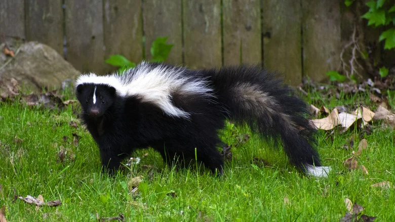 Grow Summer Squash And Possibly Say Goodbye To Skunks