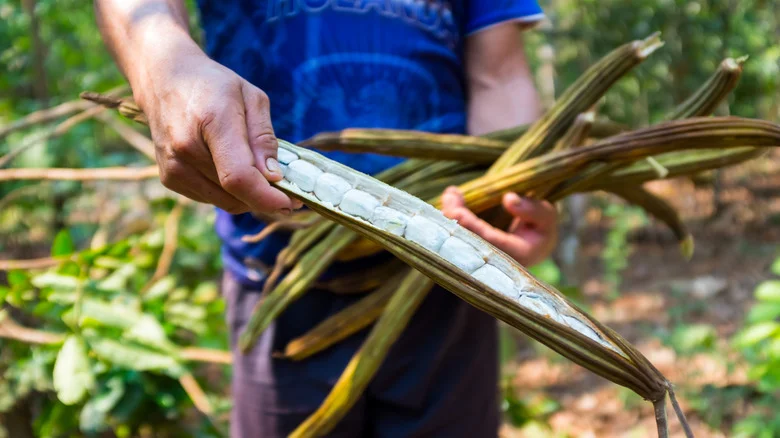 Grow Sweet Treats From Mother Nature With An Ice Cream Bean Fruit Tree