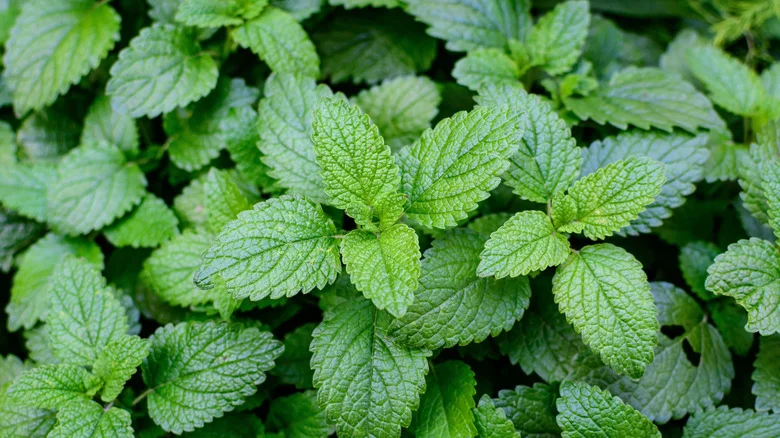 Grow Taller, Healthier Mint With A Gardening Hack That Doesn’t Cost A Thing