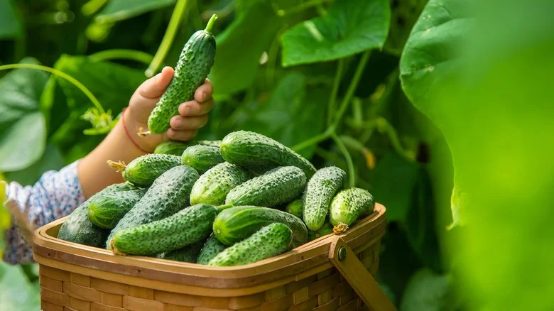 Grow The Crispiest Cucumbers With A Secret Weapon From Your Kitchen