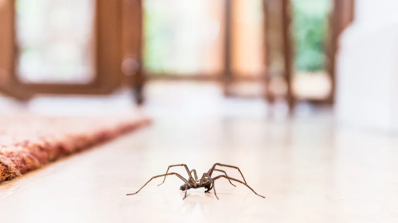 Grow These 11 Plants To Help Keep Spiders Far Away From Your Home
